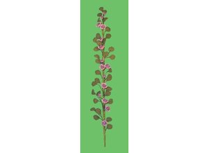 Euromini's Klimrozen, paars