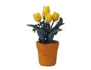 Euromini's Gele tulpen in pot