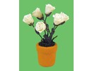 Euromini's Witte rozen in pot