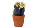 Euromini's Cactus, witte bloem
