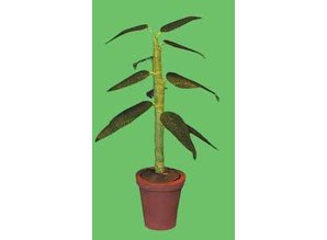 Euromini's Plant in aardewerk pot