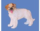 Euromini's Cavelier King Charles Spaniel